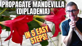 Mandevilla Propagation Quick Easy Method [upl. by Asirralc423]