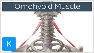 Omohyoid muscle  Origin Insertion Innervation amp Function  Human Anatomy  Kenhub [upl. by Yedsnil]