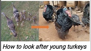 How to look after young turkeys free range poultrydomestic birds [upl. by Rory806]