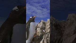 Gentoo Penguin Sound [upl. by Yadnil]