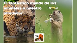 El fantástico mundo de los animales a nuestro alrededor [upl. by Seagraves]