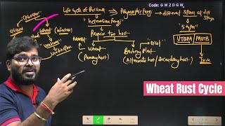 Wheat Rust Cycle  Puccinia Graminis  Uredospores  Plant Pathology  Agriculture RS Rajput [upl. by Adlare]