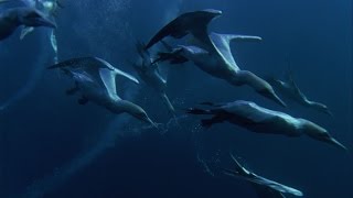 Shark and Dolphin FEEDING FRENZY  Natures Great Events  BBC Earth [upl. by Elsbeth]