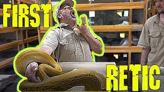 First Retic Dont do this EVER  with a BIG PYTHON [upl. by Enyt]