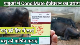 Use Veterinary ConciMate Buserelin Acetate injection  गाय भैंस गाभिन नहीं हो रही है क्या करें [upl. by Ettenad]