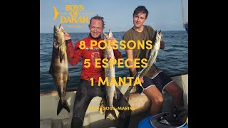 CHASSE SOUS MARINE  8 POISSONS 5 ESPECES 1 RAI MANTA  MAJCAAM  BOYS OF DAKAR  Ep286 [upl. by Aon448]