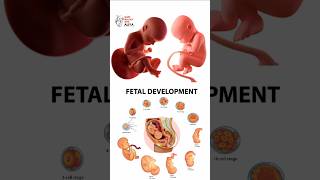 Pregnancy  Early Development  animation 3d short  learn Biology with Aliya [upl. by Kaile]