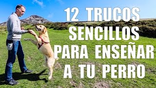 Adiestramiento Canino  12 TRUCOS para Enseñar a tu Perro [upl. by Alim]