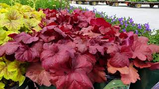 Heuchera Fire Alarm Coral Bells [upl. by Ansell]