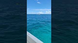 Beautiful Snorkel Day At Looe Key fishing floridakeys fish manatee snorkeling boat sailing [upl. by Leyes527]