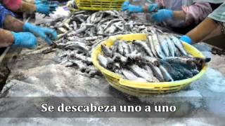 Anchoas de Santoña Blasan Ayer y Hoy de la Anchoa en Santoña [upl. by Asabi]