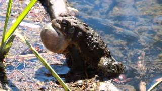 Toad Croaking [upl. by Odrick]