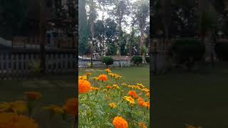 Shrubbery Nightingale Park darjeeling views fypシ゚viral [upl. by Noda]