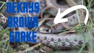 DeKays Brown snakeSnake Facts [upl. by Olethea]