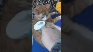 cat combing балдючки😹 [upl. by Fullerton]