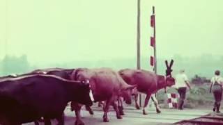 Jahr für Jahr  LPGT Befreites Land Veilsdorf DDR Dokumentarfilm [upl. by Horsey]