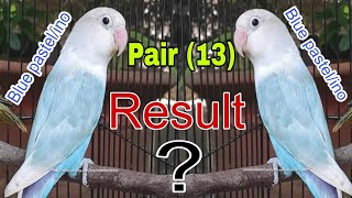 Pair number 13 Blue pastel  ino into Blue pastel  ino pairing result  Albino red eyes [upl. by Meirrak]