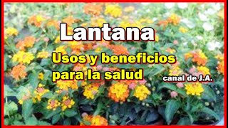 Lantana – Usos y beneficios para la salud [upl. by Rafael14]