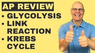 AP Bio Cellular Respiration Review ALL YOU NEED TO KNOW [upl. by Yllom197]