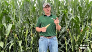 Late July Corn Scouting Tips [upl. by Sella]