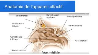 appareil olfactif 1e partie [upl. by Mabelle]