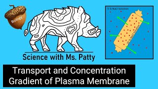 Passive Transport and Concentration Gradient of a Plasma Membrane [upl. by Charisse]