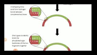 Blunt end ligation Joining of DNA [upl. by Connor836]