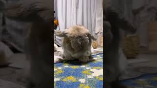 Bedtime ritual lop eared rabbit pet rabbit rabbit [upl. by Nwahsan]