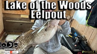 Eelpout Fishing is HOT at Lake of the Woods Latest Fishing Report [upl. by Irrej]