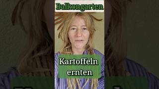 Kartoffeln ernten aus Topf  Balkongarten  Topfkultur [upl. by Gilly]