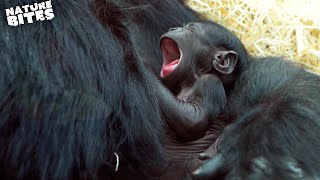 Baby Gorilla Born at the Zoo  Amazing Animal Babies  Nature Bites [upl. by Aniled]