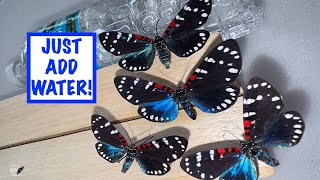 HOW TO RELAX  REHYDRATE WINGS ON DRIED BUTTERFLY OR MOTH SPECIMEN [upl. by Serafina329]