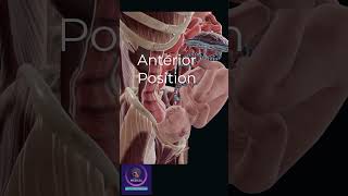 Baby Anterior Position Type in Mothers womb Gynecology amp Obstetrics [upl. by Elizabet463]