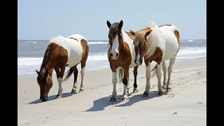 Traveling Chincoteague Island VA 2024 [upl. by Jeanette]