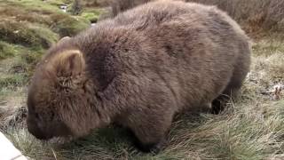 Huge wombat eating grass [upl. by Stieglitz]