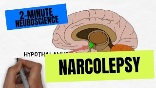 2Minute Neuroscience Narcolepsy [upl. by Marilou532]