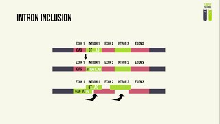 Genetic Mutations  Part 2  Splice Site Mutations [upl. by Presley]