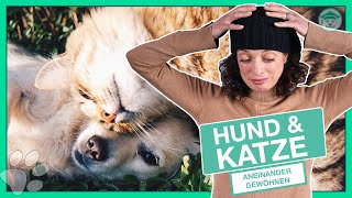 Hund und Katze aneinander gewöhnen So einfach kann es gehen [upl. by Caitlin]