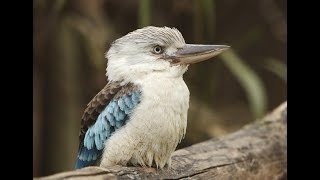 Kookaburra sound [upl. by Nylitak]