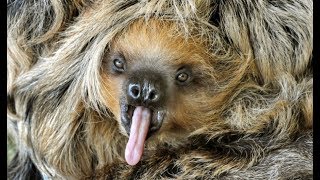 13 Random Facts The 3 Toed Sloth [upl. by Lucina208]