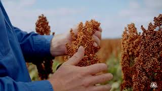 A66 Grain Sorghum with Chris Rutland  Warra QLD [upl. by Daisie]