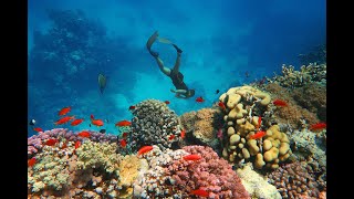 Marsa Alam – Dream Lagoon – Discoverying of Coral Reefs [upl. by Eno]