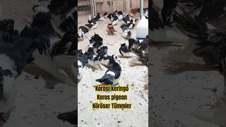 2024 718AlföldiKörösi keringők pigeon bestpigeon birds galambKoros Köröser Tumbler Pigeon [upl. by Yrak622]