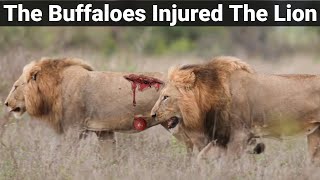 The Buffaloes Injured The Lion amp His Condition is Very Delicate  Kruger National Park South Africa [upl. by Llemar]