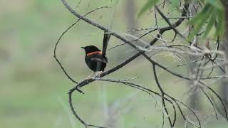 Redbacked Fairywren 14 [upl. by Niggem]