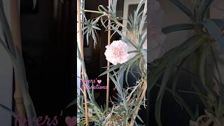 Mi Bonito Clavel Andaluz carnations jardin claveles houseplants cosasdeljardin jardim flowers [upl. by Arza]