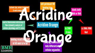 Acridine Orange Staining [upl. by Bink360]