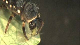 Lady beetle larva eats aphid [upl. by Hana]