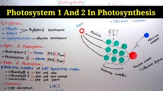 Photosystem 1 And 2 In Photosynthesis  Lec 13  Plant Physiology [upl. by Dhruv300]