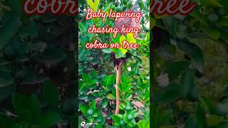 Giant King Cobra Tailed Lapwing birdsmusic cobras nature snake snakebird birds [upl. by Nerval]